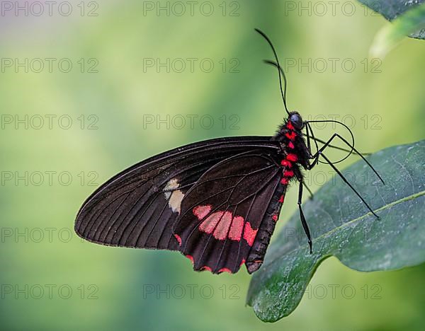 Spotted butterfly