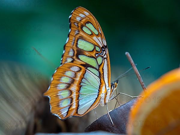 Spotted butterfly