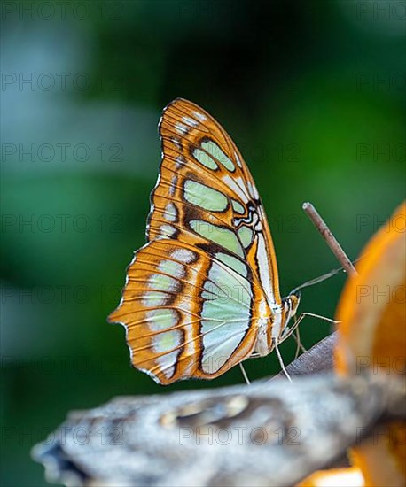 Spotted butterfly