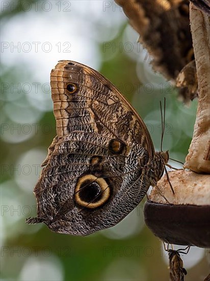 Eyed butterflies