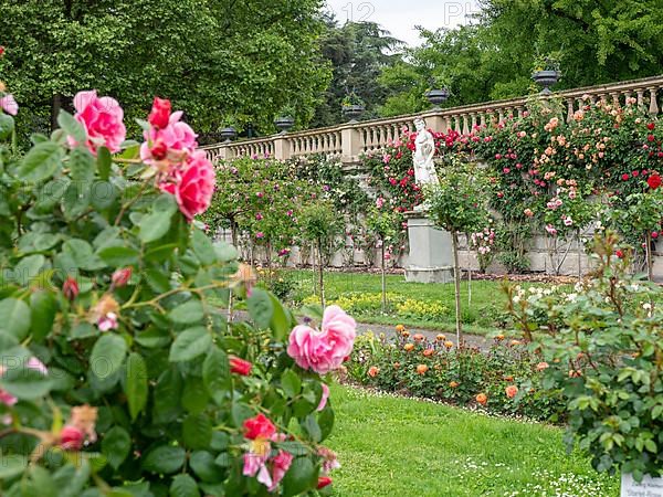 Rose Garden