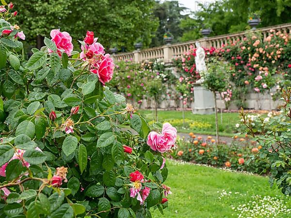 Rose Garden