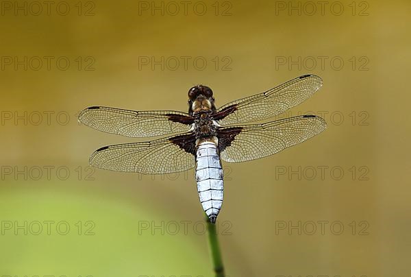 Flat-bellied damselfly