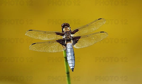 Flat-bellied damselfly