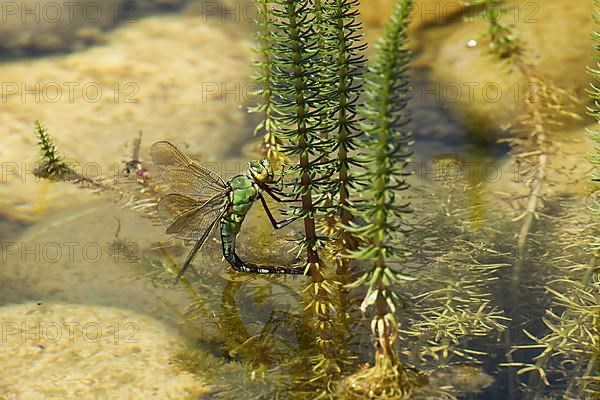 Large damselfly