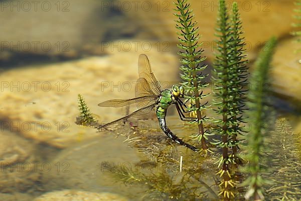 Large damselfly