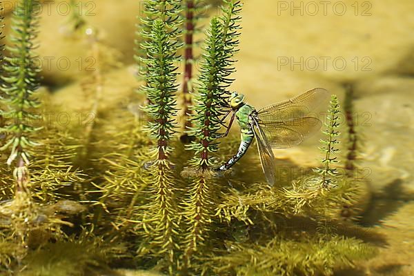 Large damselfly