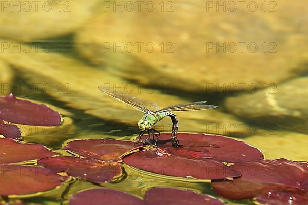 Large damselfly