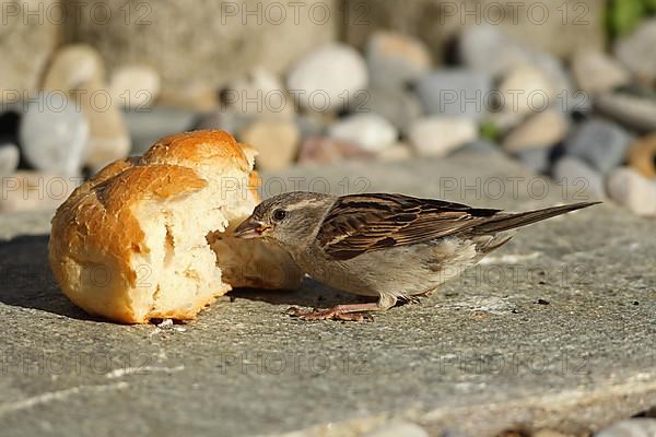 House sparrow