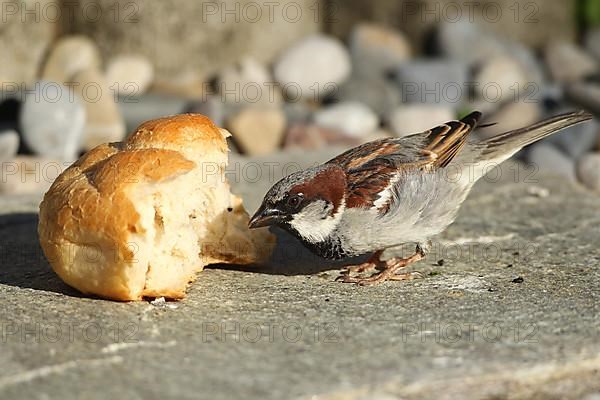 House sparrow