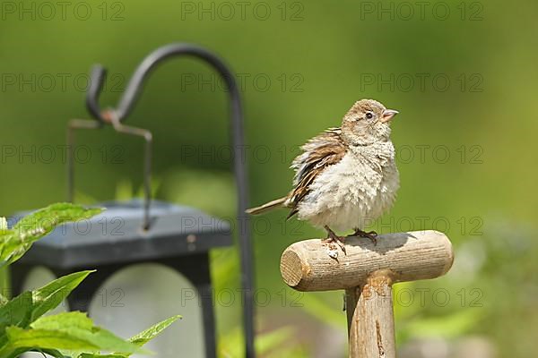 House sparrow