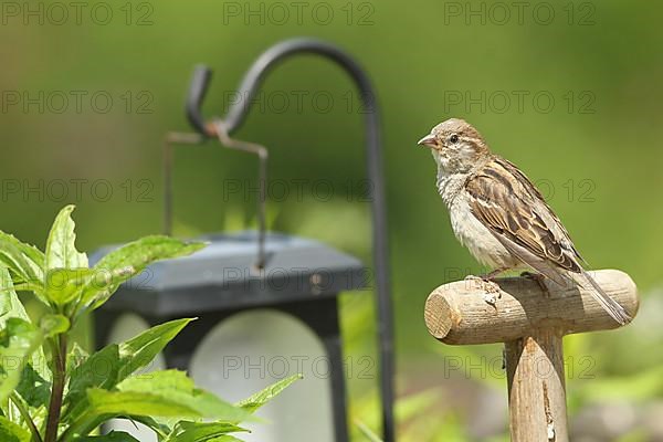 House sparrow