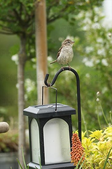 House sparrow