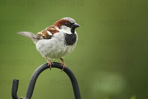 House sparrow