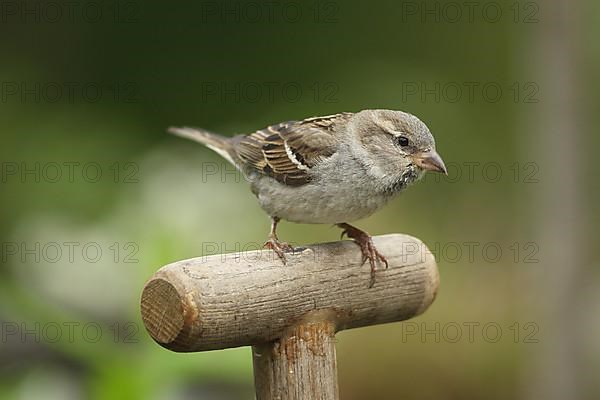 House sparrow