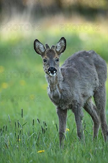 Roe deer