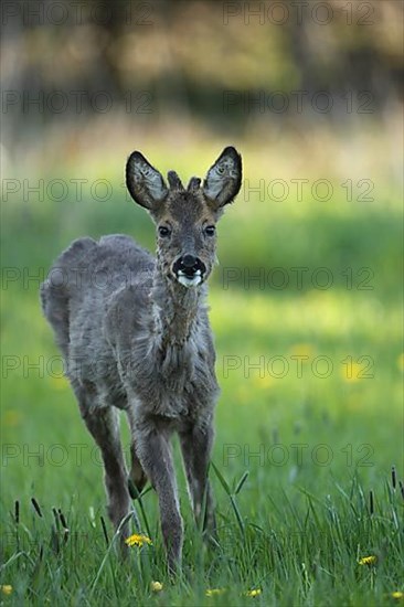 Roe deer