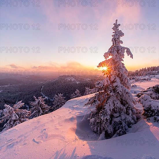 Conifer in winter