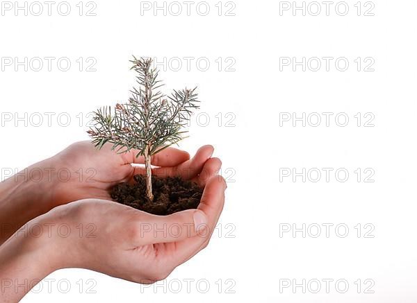 Green tree seedling in handful soil in hand on an isolated background