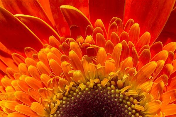 Beautiful colorful natural spring flowers in macro view