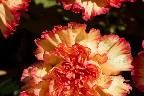 Beautiful colorful natural spring flowers as a nature background