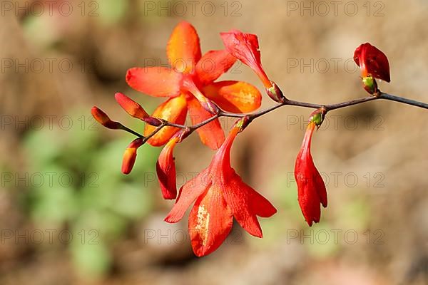 Beautiful Crocosmia flowers in nature background