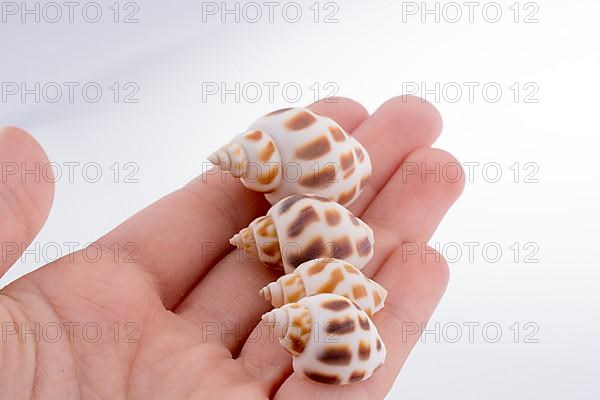 Hand holding Beautiful sea shell on a white background