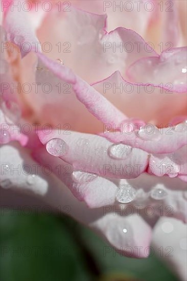 Beautiful colorful Rose with water drops on it