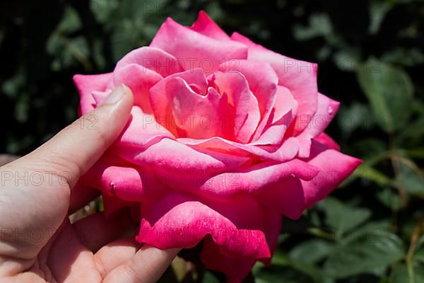 Hand holding a rose in the rose garden