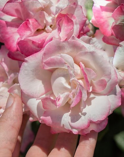 Hand holding rose bloom in in the garden