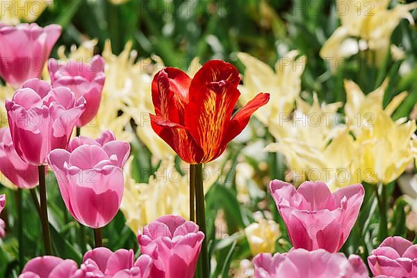 Outstanding colorful tulip flower bloom in the spring garden