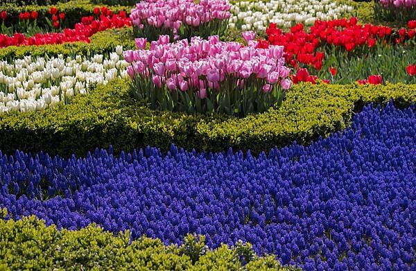 Pink color tulip flowers bloom in the garden