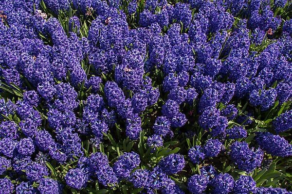 Blooming spring flowers as a colorful background