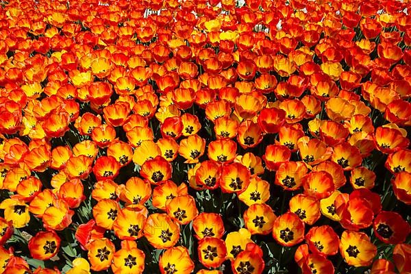 Colorful tulip flowers as a background