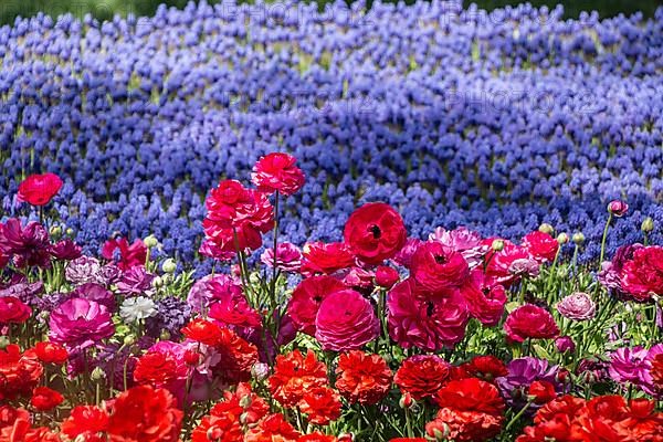 Colorful tulip flowers bloom in the spring garden