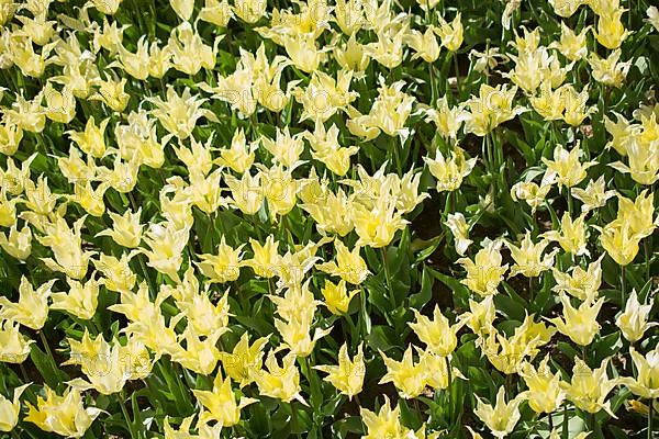 Blooming colorful tulip flowers in garden as floral background
