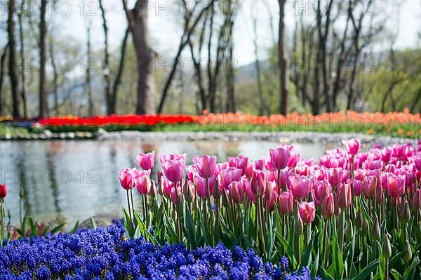 Tulip garden full of various colors of tulips in spring