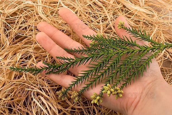 Hand holding a green leaf in hand on a straw background