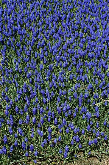 Blooming spring flowers as a colorful background