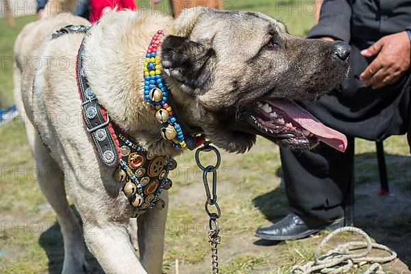 Turkish breed shepherd dog Kangal as livestock guarding dog