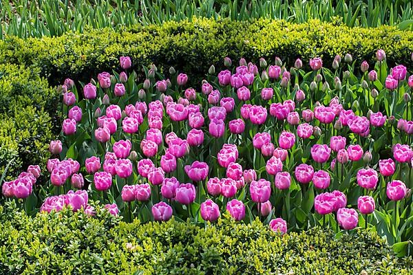 Pink color tulip flowers bloom in the garden