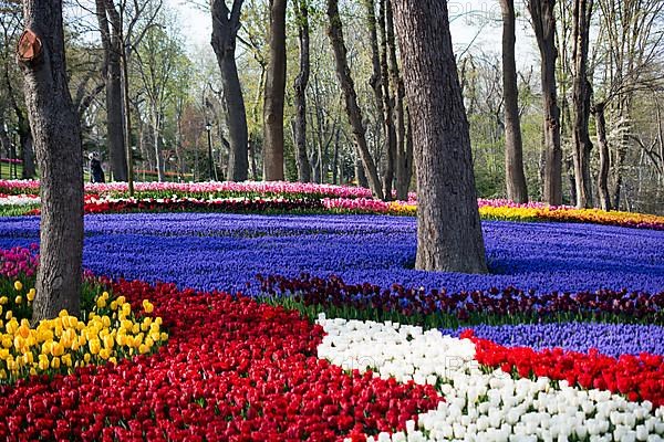 Tulip garden full of various colors of tulips in spring