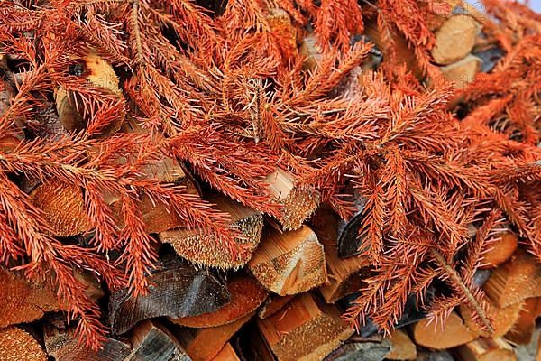 Firewood covered with withered spruce branches