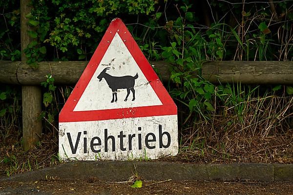 warning sign cattle drive