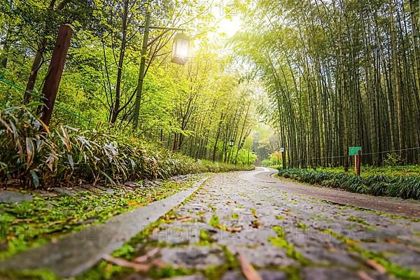 A path in china with bamboo trees