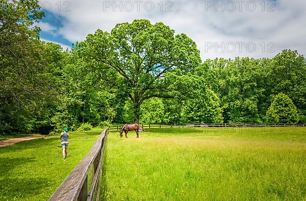 Horse eating on soft green grass in the field