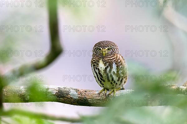 A Great Horned Owl on a branch