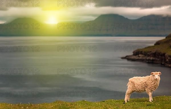 A sheep in the grass in the field