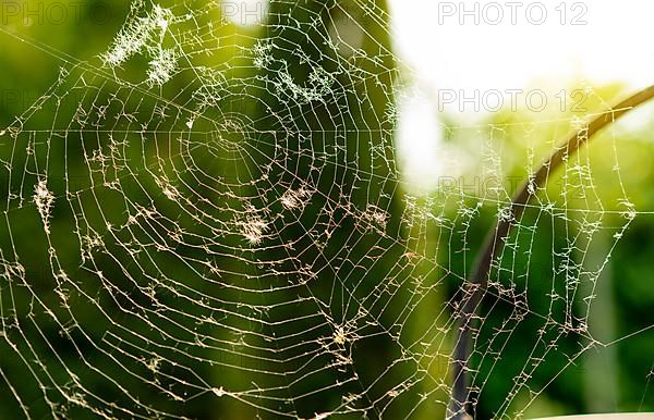 Close up of cobweb
