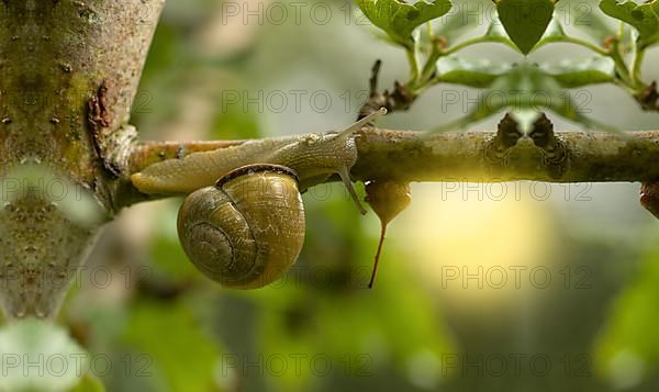 A snail on branches